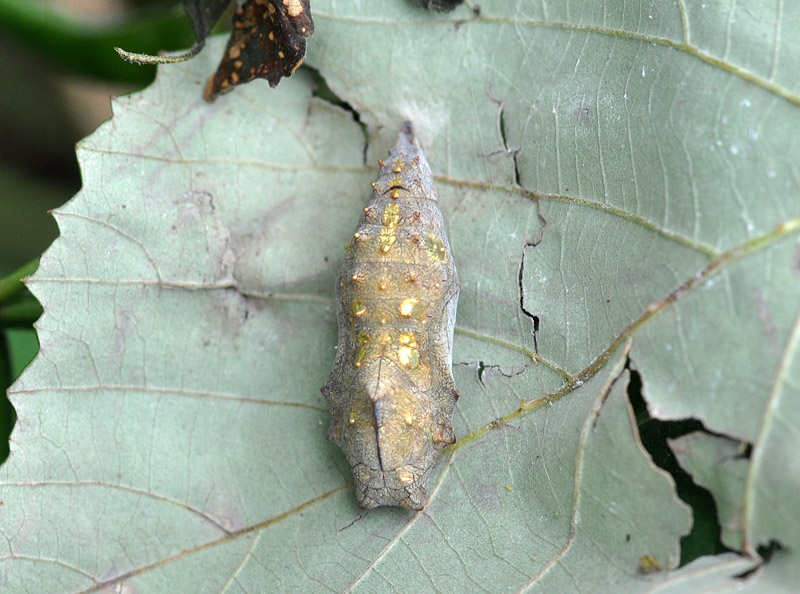 Pupa di Vanessa atalanta